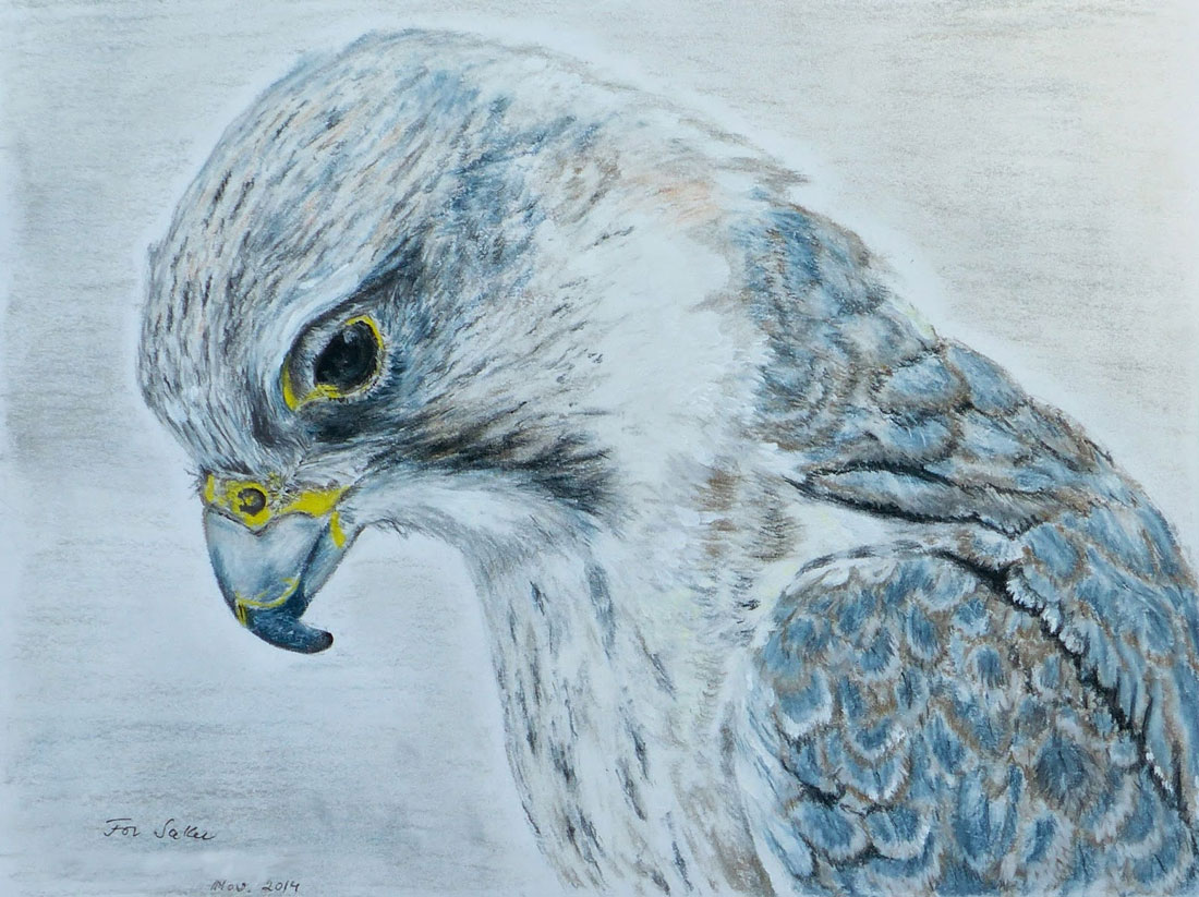 saker-falcon-drawing